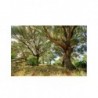 Pachet Sigma 8-16mm F4.5-5.6 DC HSM-Canon + Manfrotto Befree kit trepied foto verde