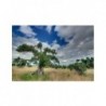 Pachet Sigma 8-16mm F4.5-5.6 DC HSM-Canon + Manfrotto Befree kit trepied foto verde